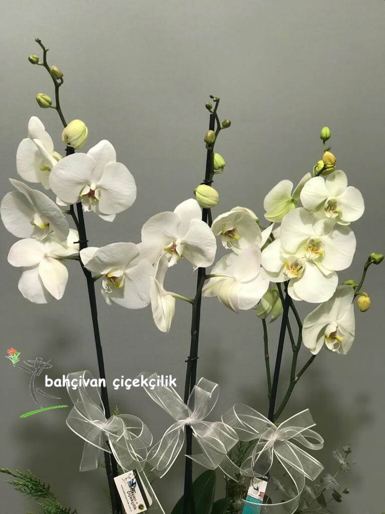 Camda Orkide