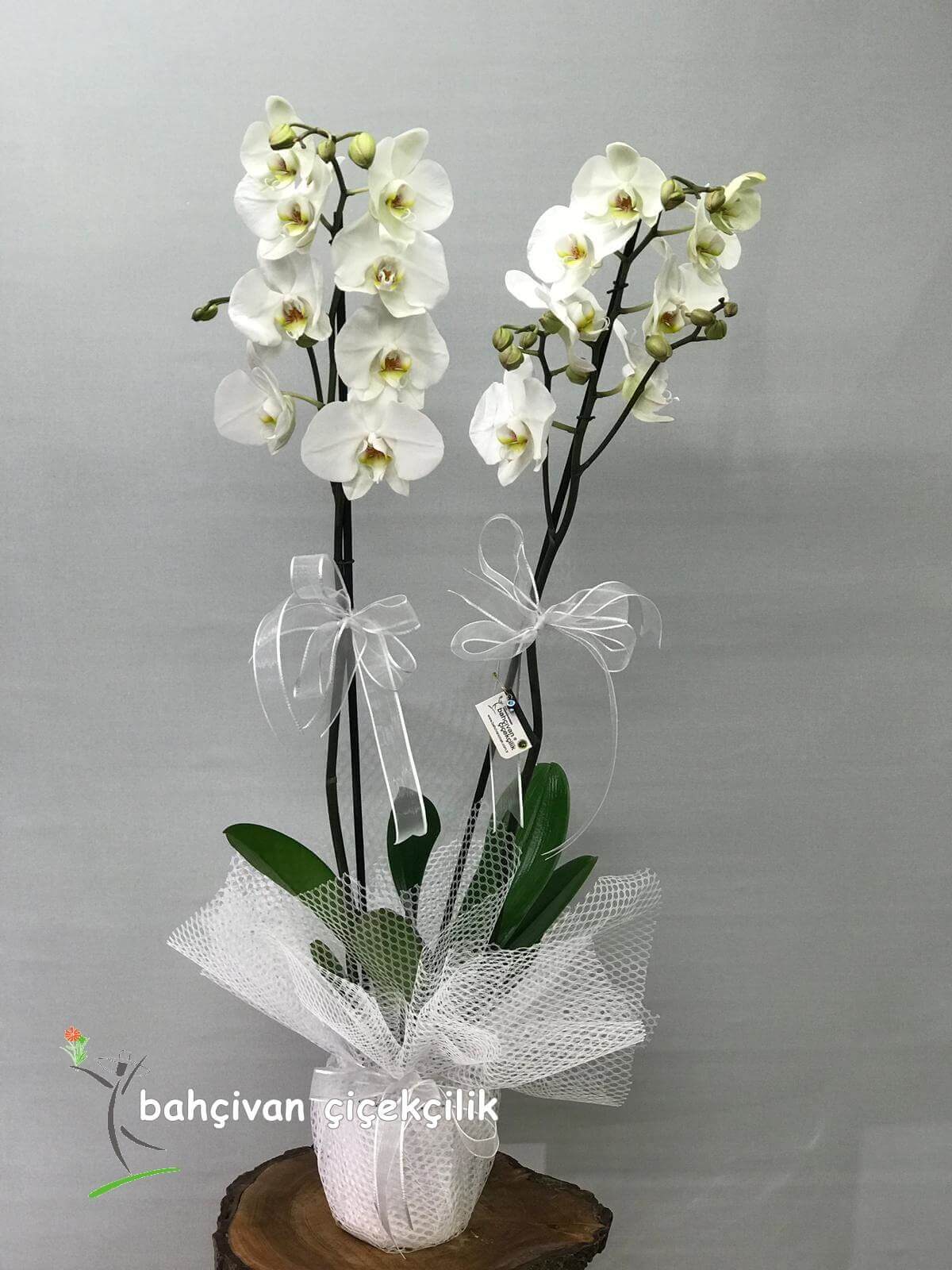 iftli Beyaz Orkide