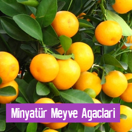 Minyatr Meyve Aalar